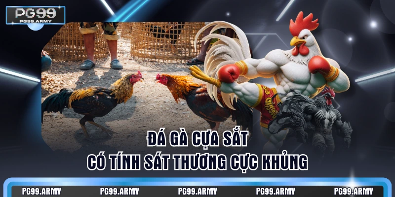 Đá gà cựa sắt có tính sát thương cực khủng